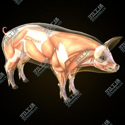 images/goods_img/20210312/Pig anatomy/4.jpg